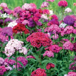 Poetennelken in einer Mischung (x3) - Bunte Blüten, ganz leicht