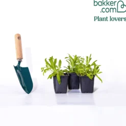 Poetennelken in einer Mischung (x3) - Bunte Blüten, ganz leicht