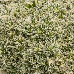 Polster-Gänsekresse ‘Variegata’ - Immergrüner Farbteppich