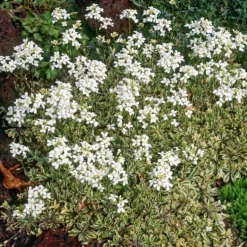 Polster-Gänsekresse ‘Variegata’ - Immergrüner Farbteppich
