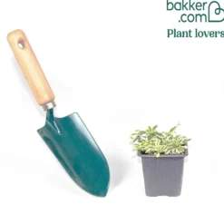 Polster-Gänsekresse ‘Variegata’ - Immergrüner Farbteppich