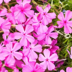 Polster-Phlox ‘McDaniel’s Cushion’ (x3) - Blütenteppich in Pink
