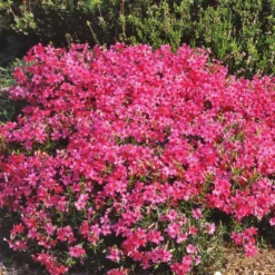 Polster-Phlox ‘Moerheimii’ - Blühender Teppich in Fuchsia