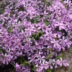 Polster-Phlox ‘Moerheimii’ - Blühender Teppich in Fuchsia