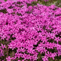 Polster-Phlox ‘Moerheimii’ - Blühender Teppich in Fuchsia