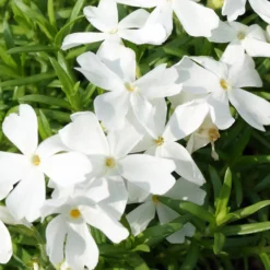 Polster-Phlox ‘White Delight’ - Weißer Blütenteppich im Nu