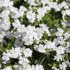 Polster-Phlox ‘White Delight’ - Weißer Blütenteppich im Nu