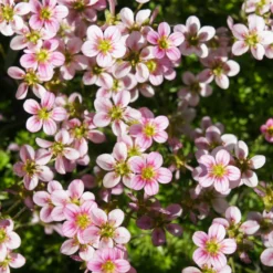 Polster-Steinbrech ‘Touran Neon Rose’ - Pinker Blütenteppich sofort