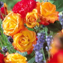 Polyantha-Rose ‘Harlequin’ - Ein Beet voller Farbe