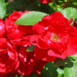 Polyantha-Rose rot - Rote Blüten den ganzen Sommer