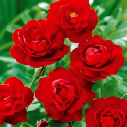 Polyantha-Rose rot - Rote Blüten den ganzen Sommer
