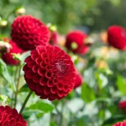 Pompon-Dahlie Cornel - Perfekte Kugeln in Rot