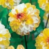 Pompon-Dahlie Double Jill - Runde Blüten, volle Wirkung