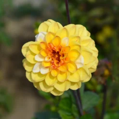 Pompon-Dahlie Double Jill - Runde Blüten, volle Wirkung