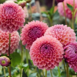 Pompon-Dahlie ‘Jowey Winnie’ - Perfekte Pompons in Lachs