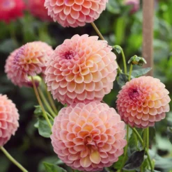 Pompon-Dahlie ‘Jowey Winnie’ - Perfekte Pompons in Lachs