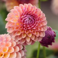 Pompon-Dahlie ‘Jowey Winnie’ - Perfekte Pompons in Lachs