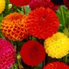 Pompon-Dahlien Bio Mischung (x5) - Runde Blüten, volle Vasen