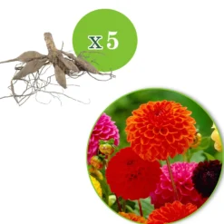 Pompon-Dahlien Bio Mischung (x5) - Runde Blüten, volle Vasen
