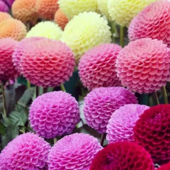 Pompon-Dahlien Mischung (x5) - Perfekte Kugeln im Beet