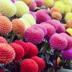 Pompon-Dahlien Mischung (x5) - Perfekte Kugeln im Beet