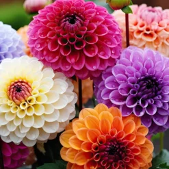 Pompon-Dahlien Mischung (x5) - Perfekte Kugeln im Beet