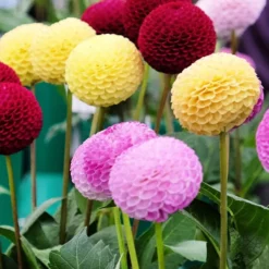 Pompon-Dahlien Mischung (x5) - Perfekte Kugeln im Beet