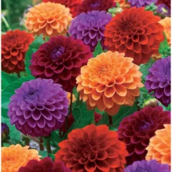 Pompon-Dahlien Mischung (x4) - Runde Blüten, volle Beete