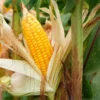 Popcorn-Mais - Ernte dein eigenes Popcorn