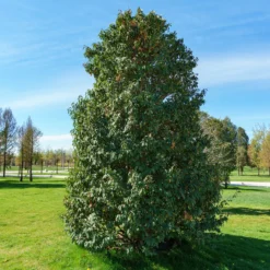 Portugiesischer Kirschlorbeer - Dichte Hecke, ganz einfach