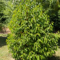Portugiesischer Kirschlorbeer - Dichte Hecke, ganz einfach