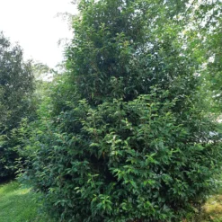 Portugiesischer Kirschlorbeer - Dichte Hecke, ganz einfach