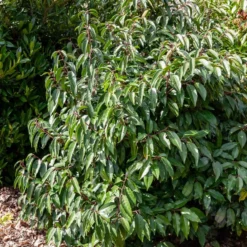 Portugiesischer Kirschlorbeer - Dichte Hecke, ganz einfach