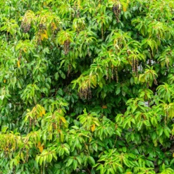 Portugiesischer Kirschlorbeer - Dichte Hecke, ganz einfach