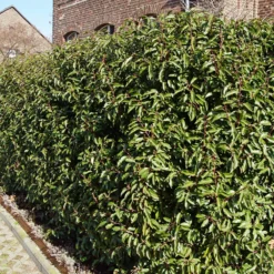 Portugiesischer Lorbeer (x3) - Sichtschutz mit Stil