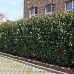 Portugiesischer Lorbeer (x3) - Sichtschutz mit Stil