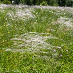 Pracht-Federgras - Silberne Federn im Wind