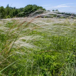 Pracht-Federgras - Silberne Federn im Wind