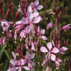 Prachtkerze Baby Butterfly Dark Pink - Blüht bis zum Frost
