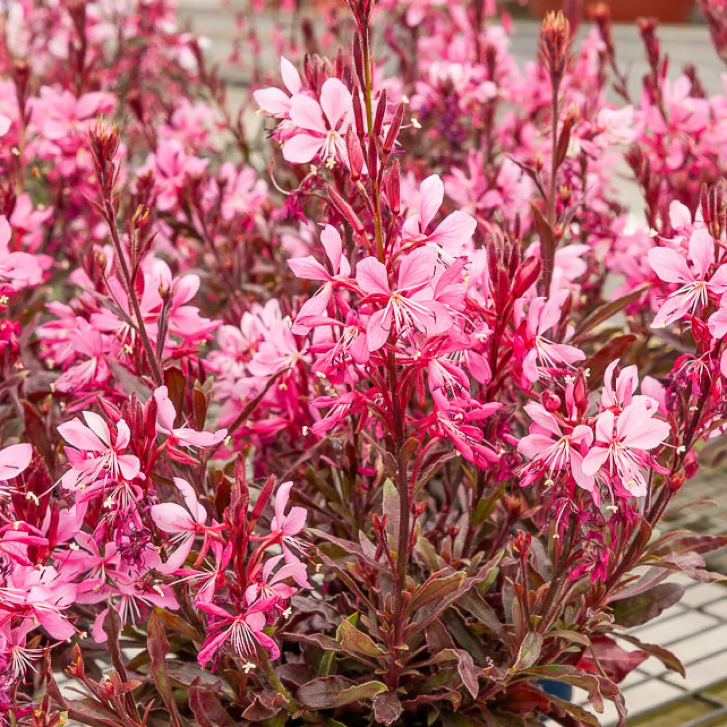 Prachtkerze Crimson Butterflies - Blüten wie Schmetterlinge
