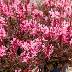 Prachtkerze Crimson Butterflies - Blüten wie Schmetterlinge