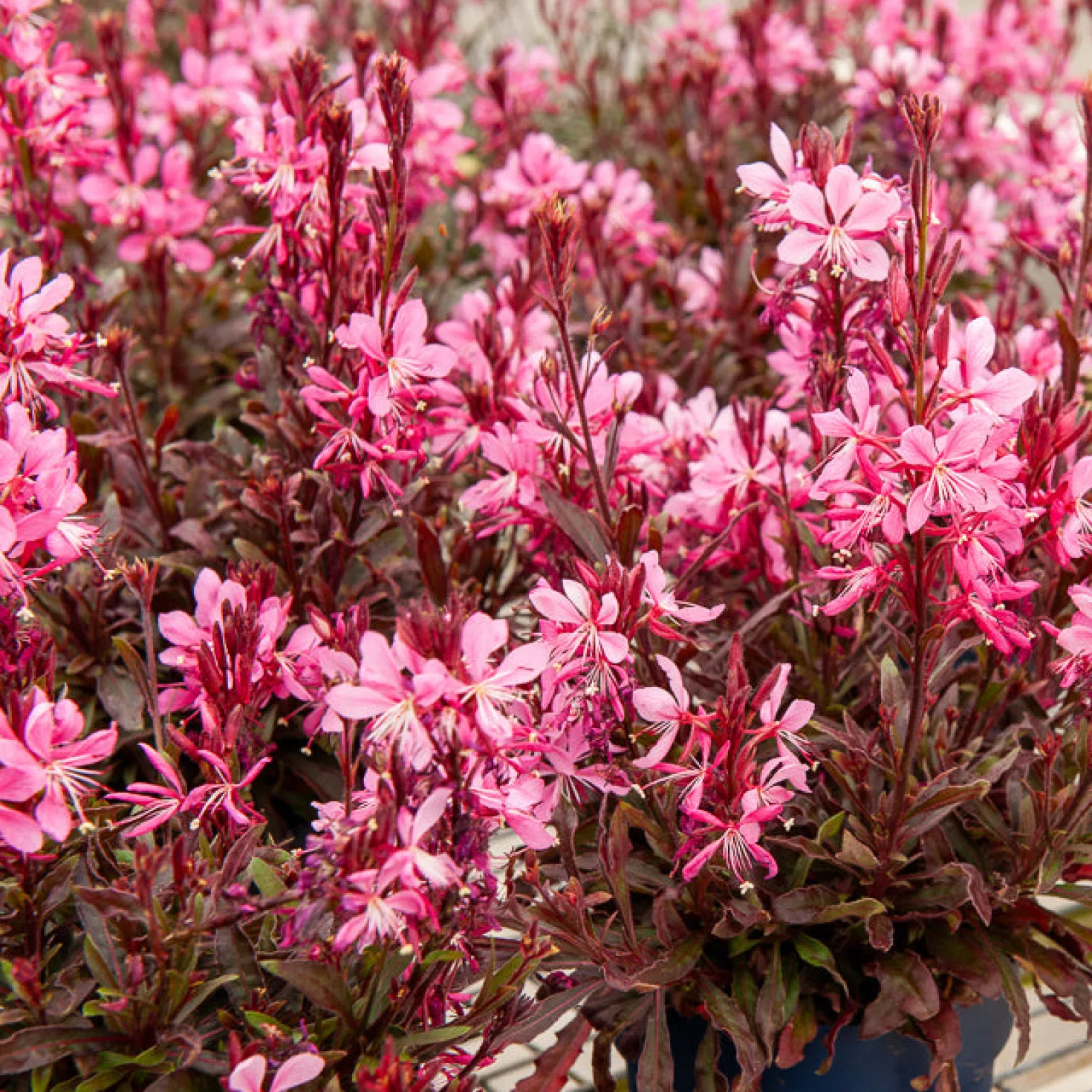 Prachtkerze Crimson Butterflies - Blüten wie Schmetterlinge