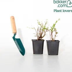 Prachtkerzen weiß + rosa (x2) - Blütenwolke den ganzen Sommer