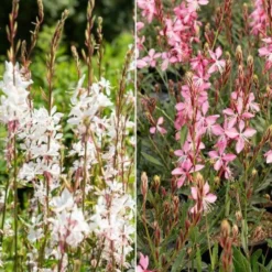 Prachtkerzen weiß + rosa (x2) - Blütenwolke den ganzen Sommer