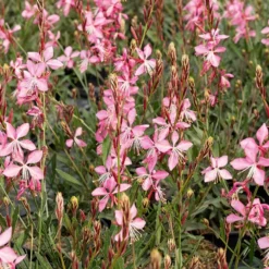 Prachtkerzen weiß + rosa (x2) - Blütenwolke den ganzen Sommer