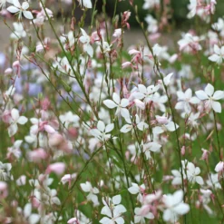 Prachtkerze Summer Breeze - Wolke aus weißen Blüten