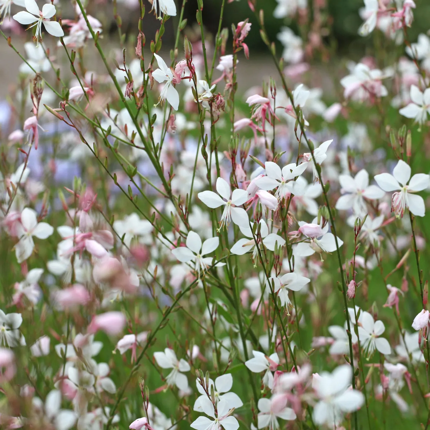 Prachtkerze Summer Breeze - Wolke aus weißen Blüten