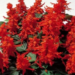 Pracht-Salbei ‘Feu de St. Jean’ - Leuchtend rot den ganzen Sommer