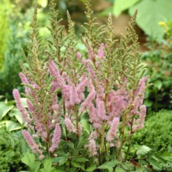 Prachtspiere Astilbe 'Pumila' - Farbe für den Schatten