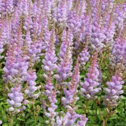 Prachtspiere Astilbe 'Pumila' - Farbe für den Schatten